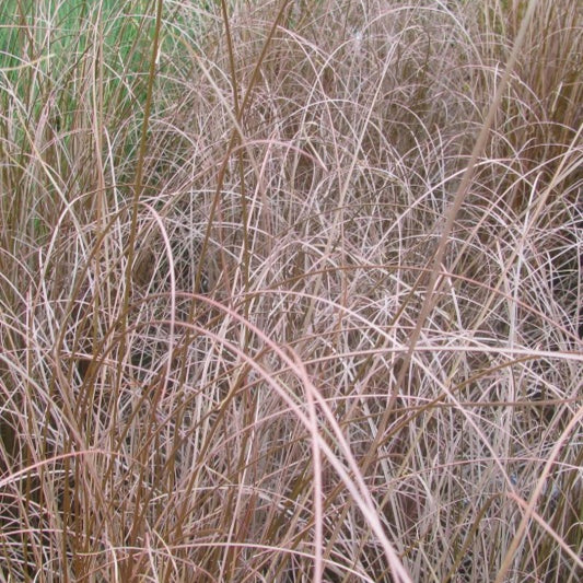Zegge (Carex buchananii) 'Red Rooster'
