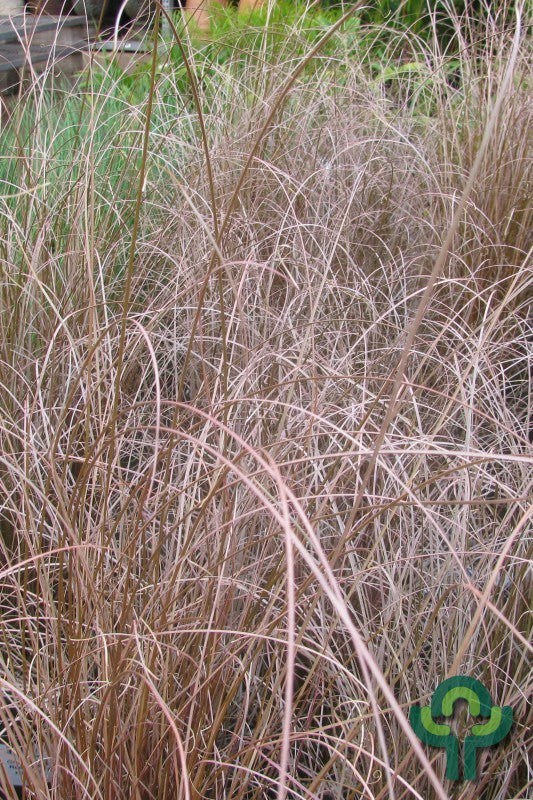 Zegge (Carex buchananii) 'Red Rooster'