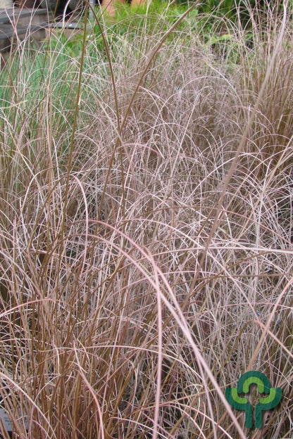Zegge (Carex buchananii) 'Red Rooster'