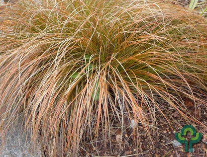 Zegge (Carex buchananii)