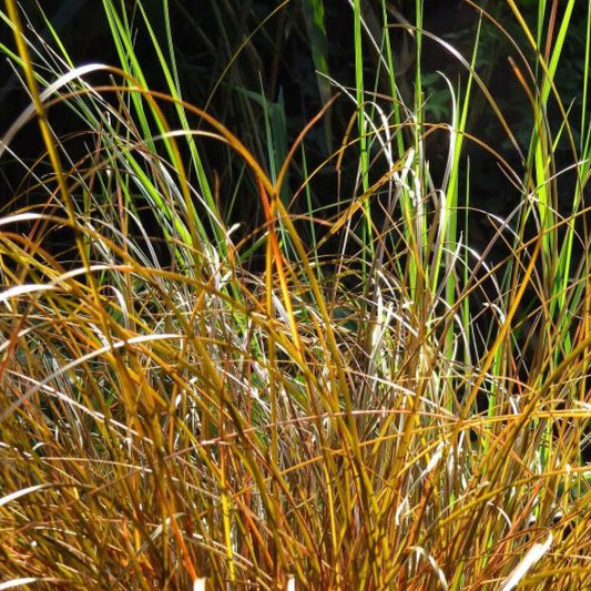 Zegge (Carex comans) 'Bronze Form'