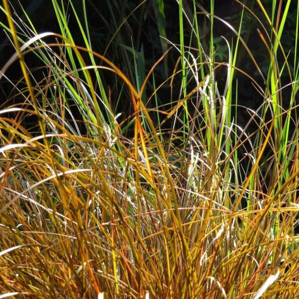 Zegge (Carex comans) 'Bronze Form'
