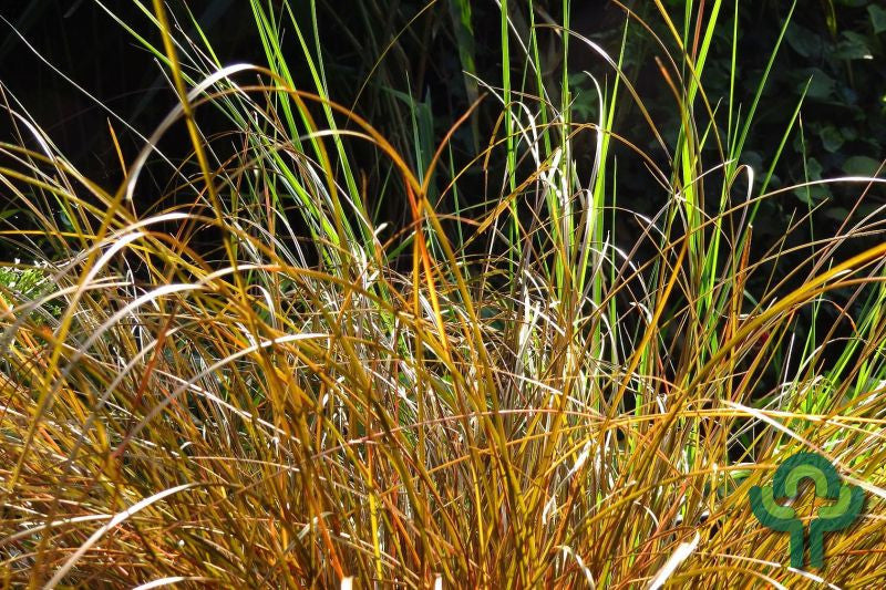 Zegge (Carex comans) 'Bronze Form'