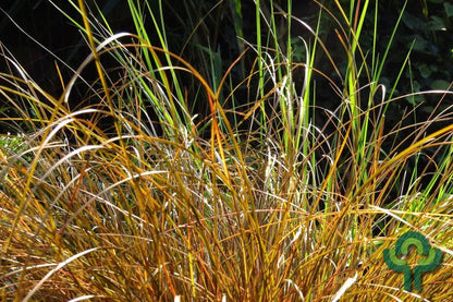 Zegge (Carex comans) 'Bronze Form'