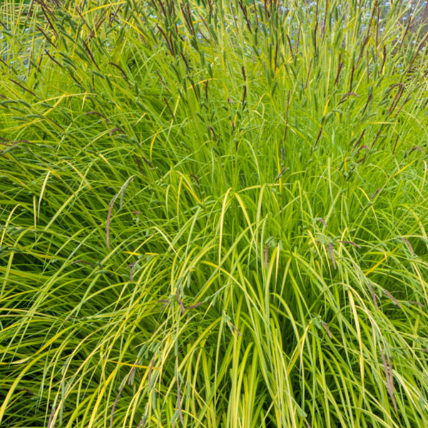 Zegge (Carex elata) 'Aurea'