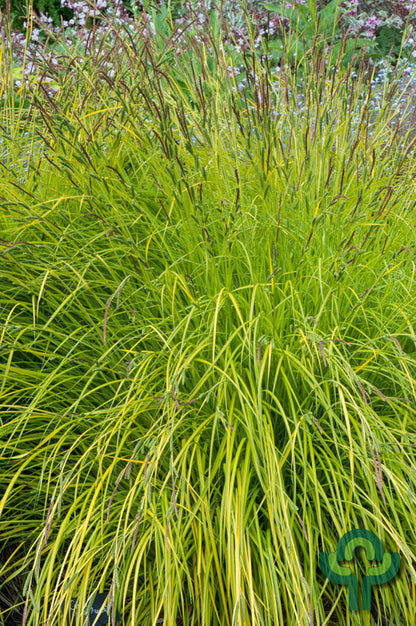 Zegge (Carex elata) 'Aurea'