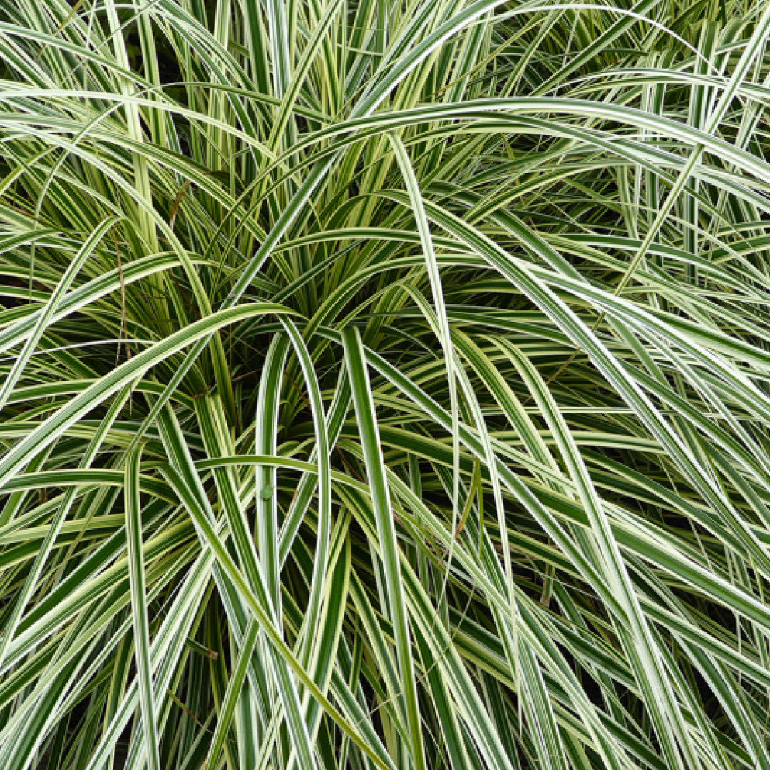 Zegge (Carex) 'Feather Falls'