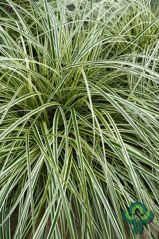 Zegge (Carex) 'Feather Falls'