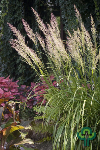 Diamantgras (Calamagrostis brachytricha)