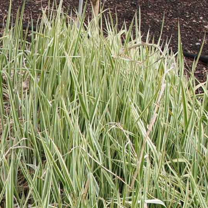 Japanse zegge (Carex morrowii) 'Goldband'