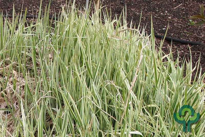 Japanse zegge (Carex morrowii) 'Goldband'