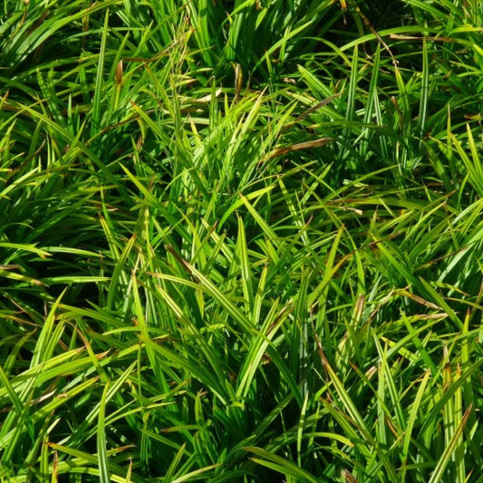 Japanse zegge (Carex morrowii) 'Irish Green'