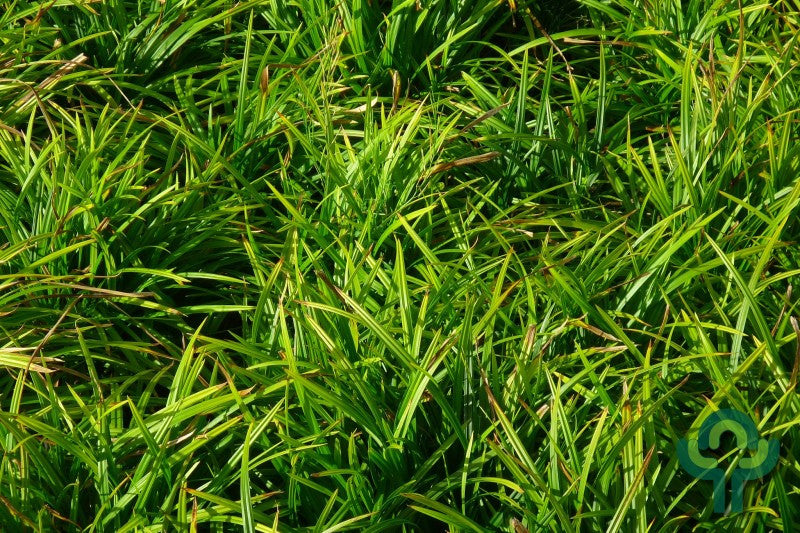 Japanse zegge (Carex morrowii) 'Irish Green'