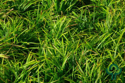Japanse zegge (Carex morrowii) 'Irish Green'