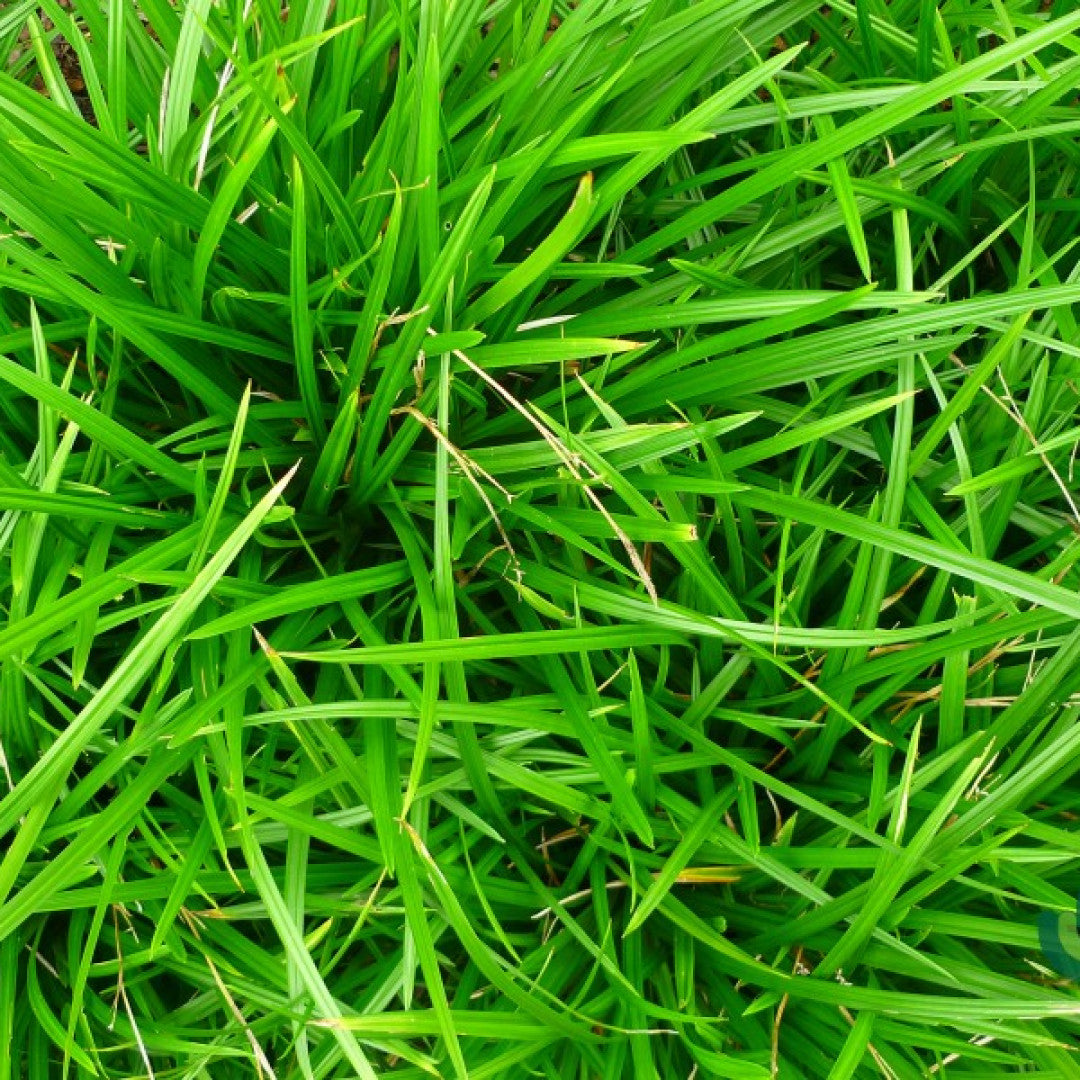 Japanse zegge (Carex morrowii)