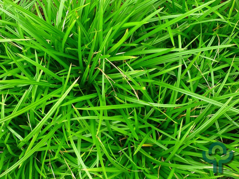 Japanse zegge (Carex morrowii)