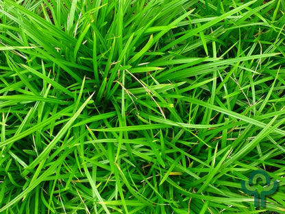 Japanse zegge (Carex morrowii)