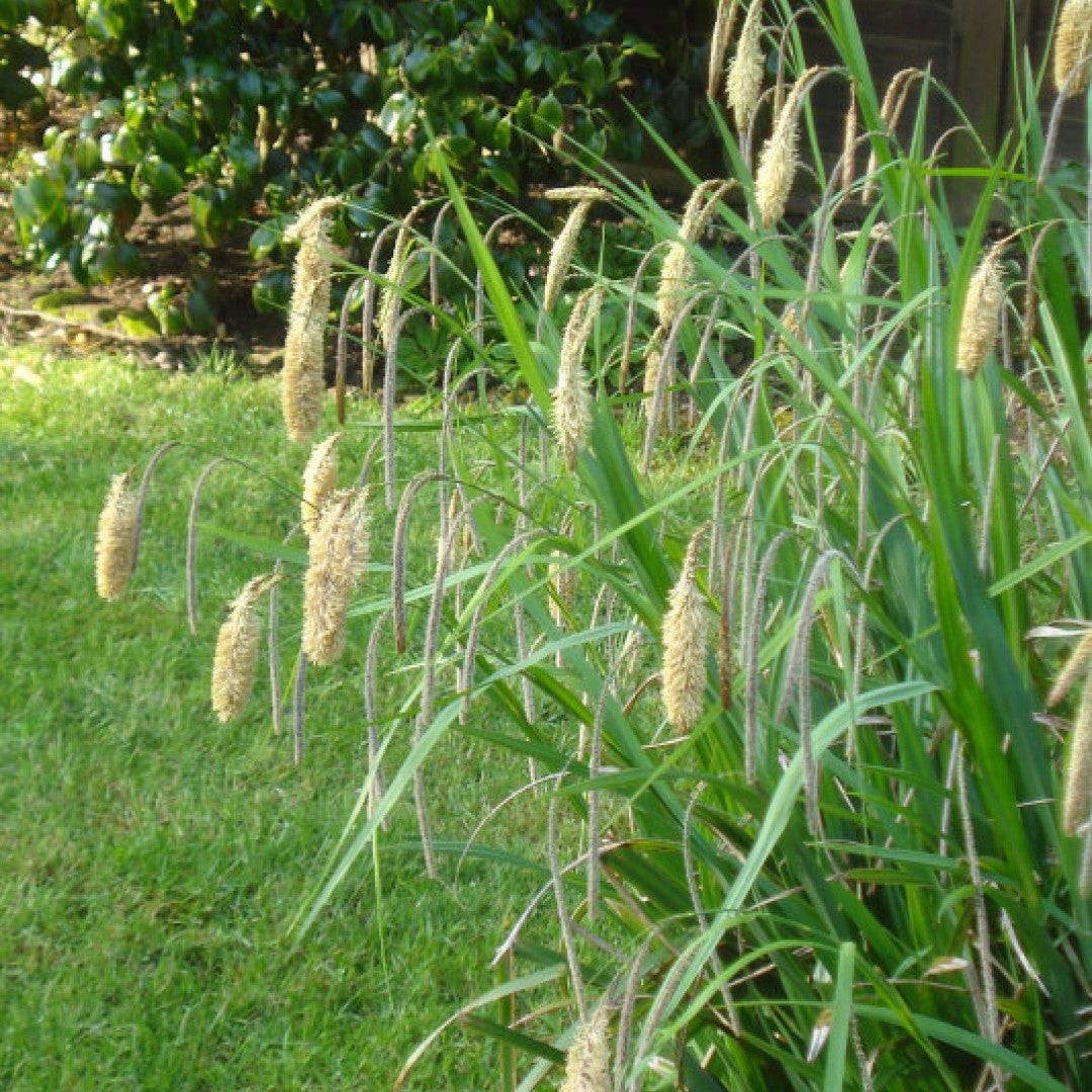 Zegge (Carex pendula)