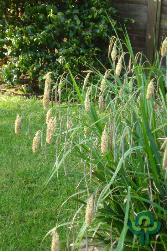 Zegge (Carex pendula)