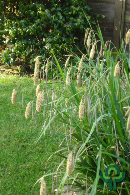 Zegge (Carex pendula)