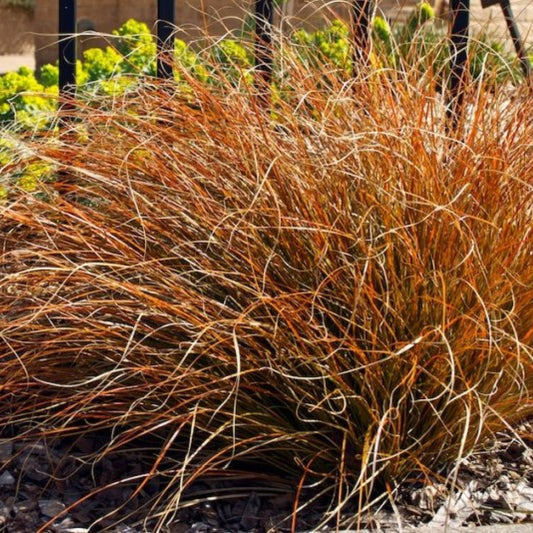 Zegge (Carex testacea) 'Prairie Fire'