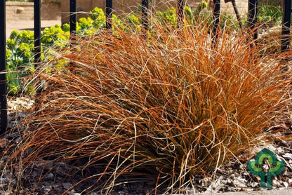 Zegge (Carex testacea) 'Prairie Fire'