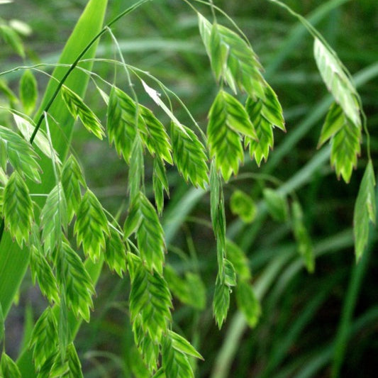 Plataargras (Chasmanthium latifolium)