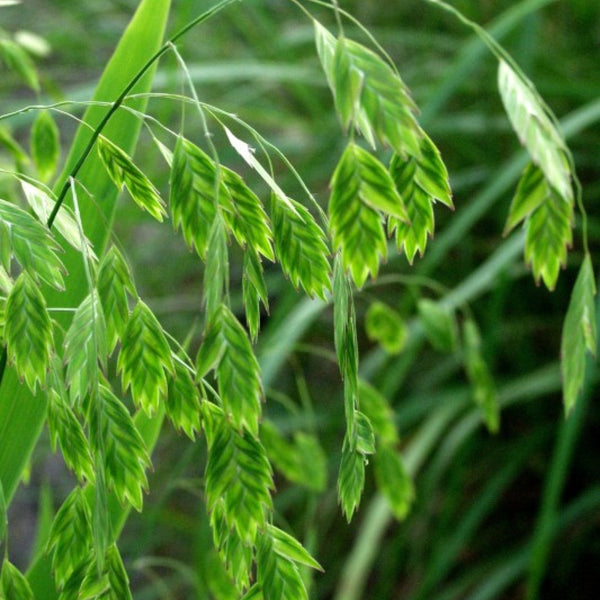 Plataargras (Chasmanthium latifolium)