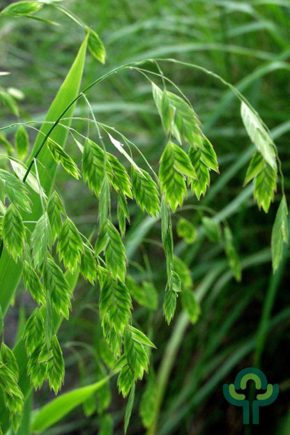 Plataargras (Chasmanthium latifolium)