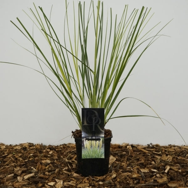 Pampasgras (Cortaderia selloana) Minipampas