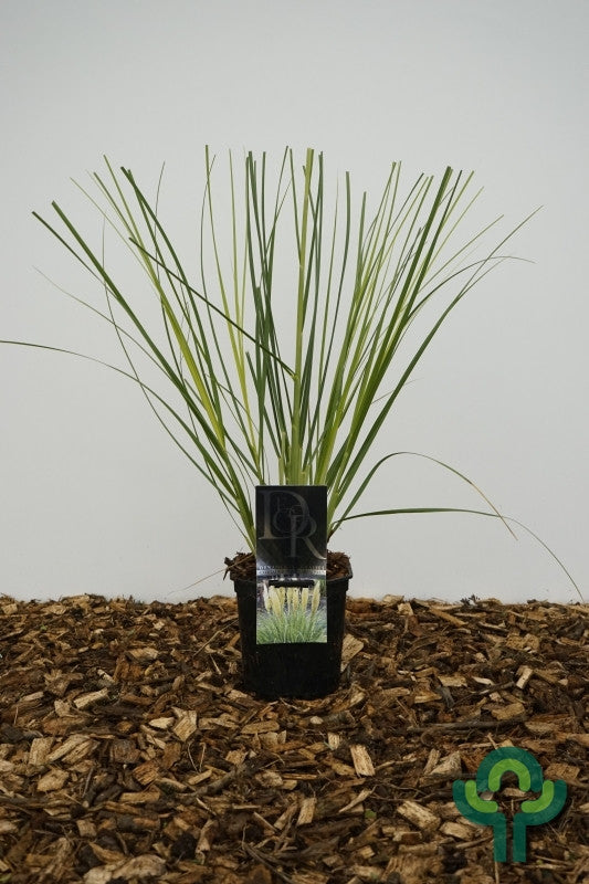 Pampasgras (Cortaderia selloana) Minipampas