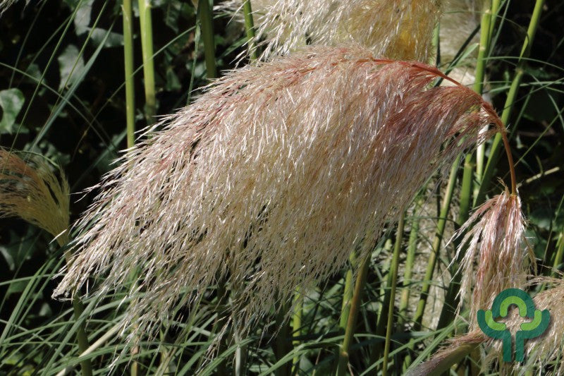 Pampasgras (Cortaderia selloana) 'Rosea'