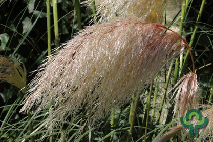 Pampasgras (Cortaderia selloana) 'Rosea'