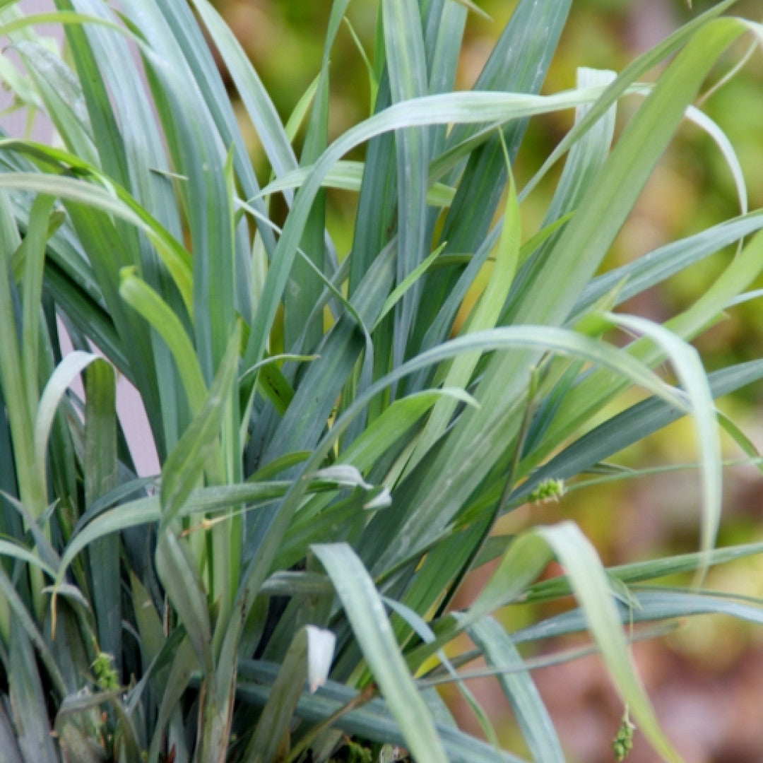 Zegge (Carex laxiculmis) 'Bunny Blue'