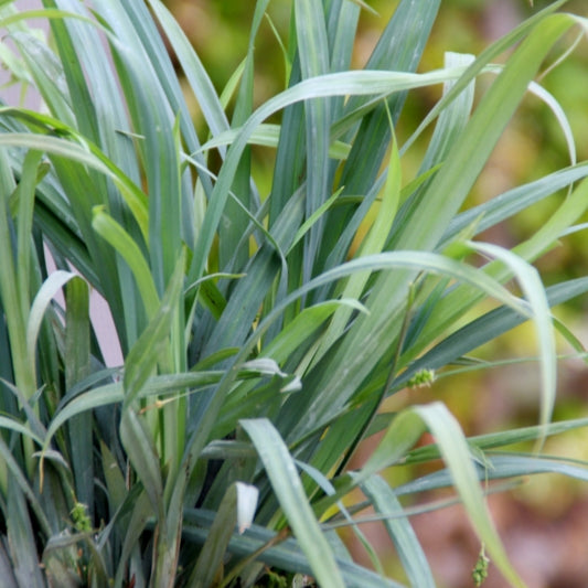 Zegge (Carex laxiculmis) 'Bunny Blue'