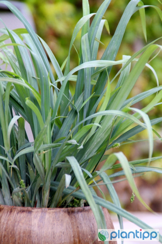 Zegge (Carex laxiculmis) 'Bunny Blue'