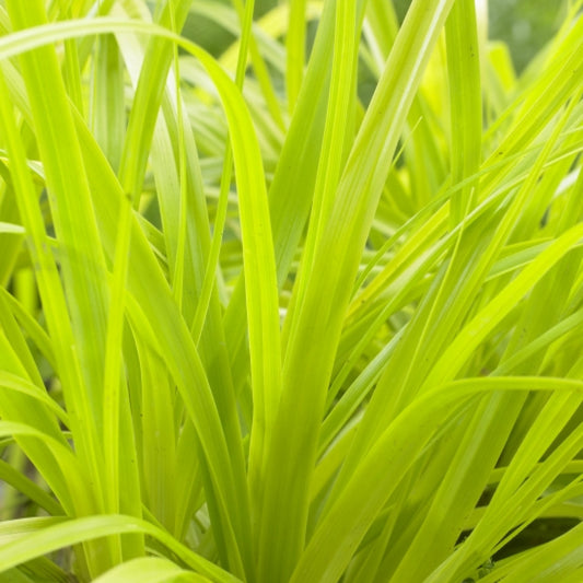 Zegge (Carex oshimensis) 'Everillo'