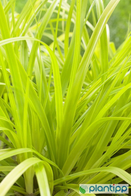 Zegge (Carex oshimensis) 'Everillo'