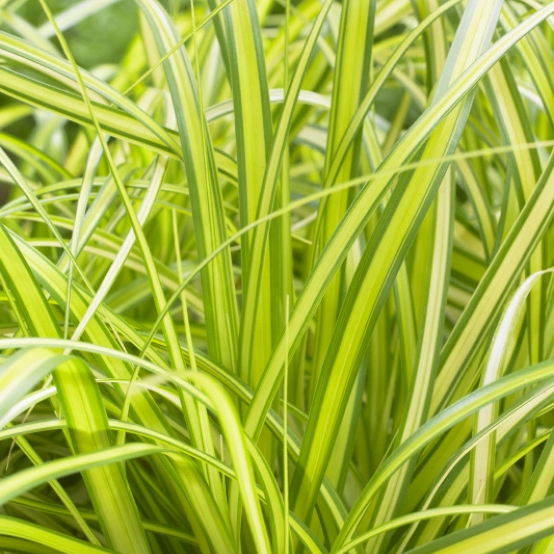 Zegge (Carex oshimensis) 'Eversheen'