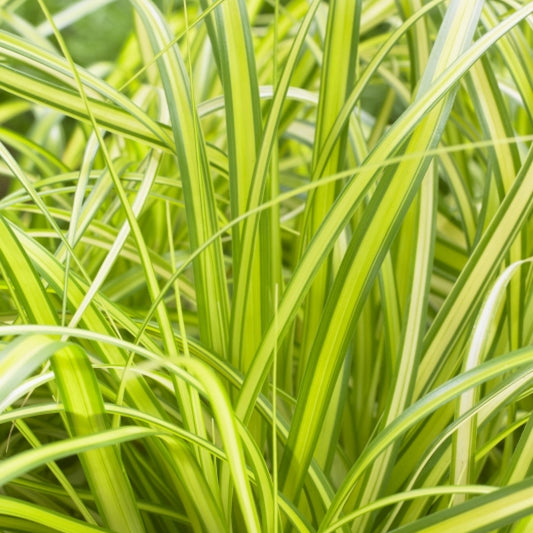 Zegge (Carex oshimensis) 'Eversheen'