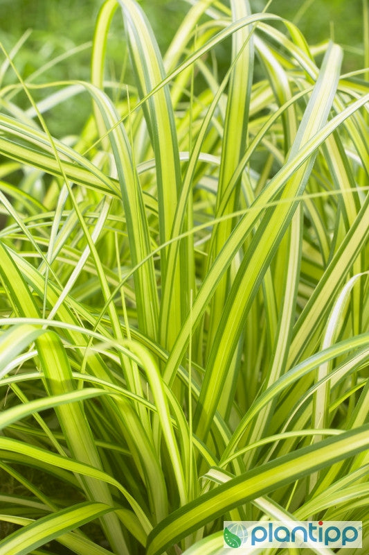 Zegge (Carex oshimensis) 'Eversheen'