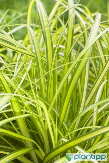 Zegge (Carex oshimensis) 'Eversheen'