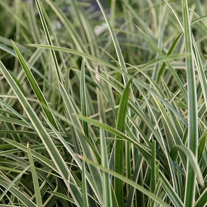 Japanse zegge (Carex morrowii) 'Ice Dance'