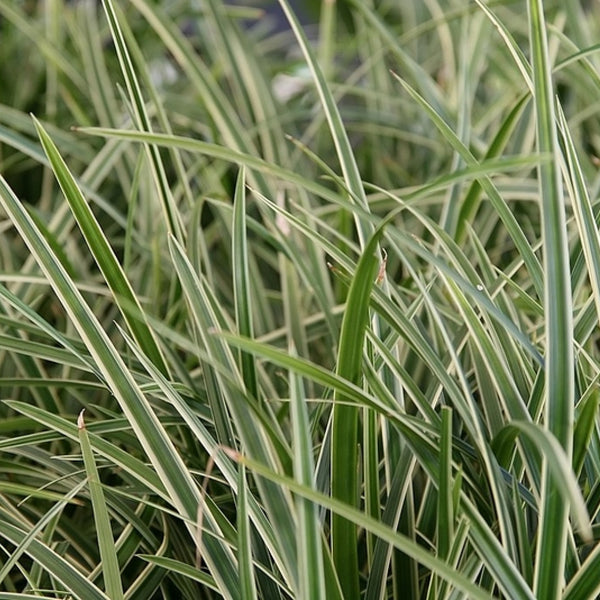 Japanse zegge (Carex morrowii) 'Ice Dance'