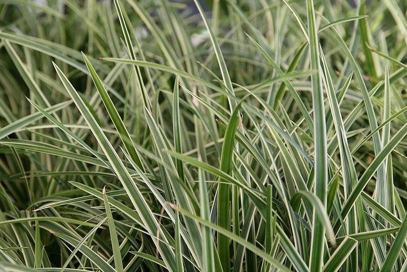 Japanse zegge (Carex morrowii) 'Ice Dance'