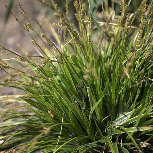 Japanse zegge (Carex morrowii) 'Variegata'
