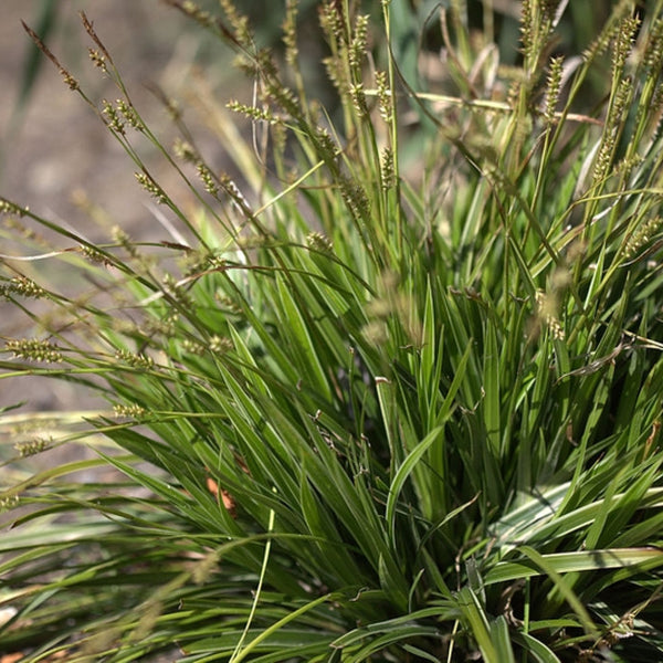 Japanse zegge (Carex morrowii) 'Variegata'