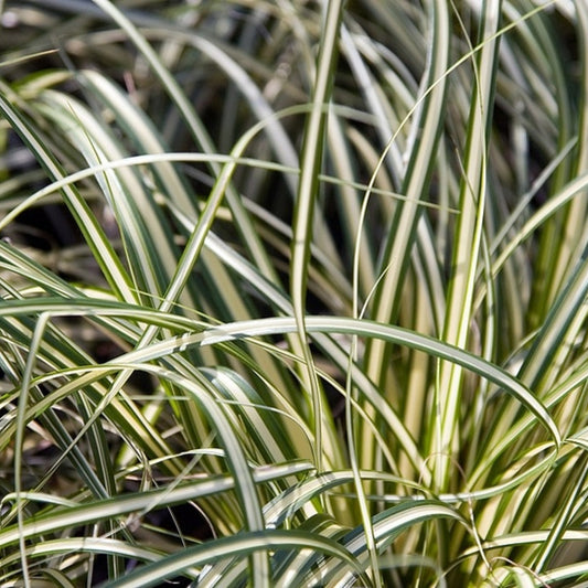 Zegge (Carex oshimensis) 'Evergold'