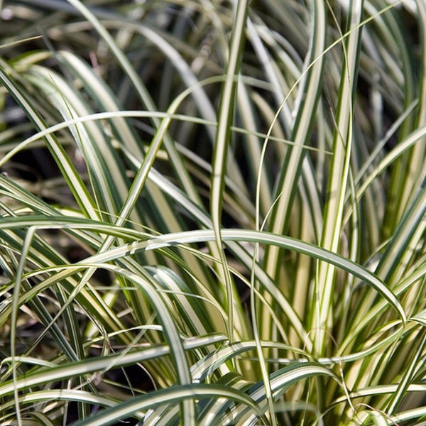 Zegge (Carex oshimensis) 'Evergold'