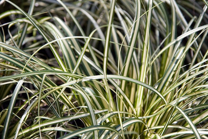 Zegge (Carex oshimensis) 'Evergold'
